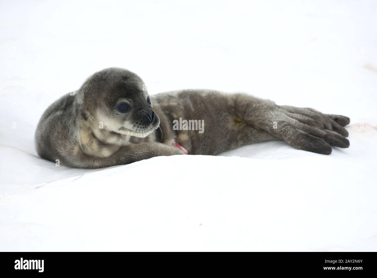 Weddell cuccioli di sigillo nella neve. Foto Stock