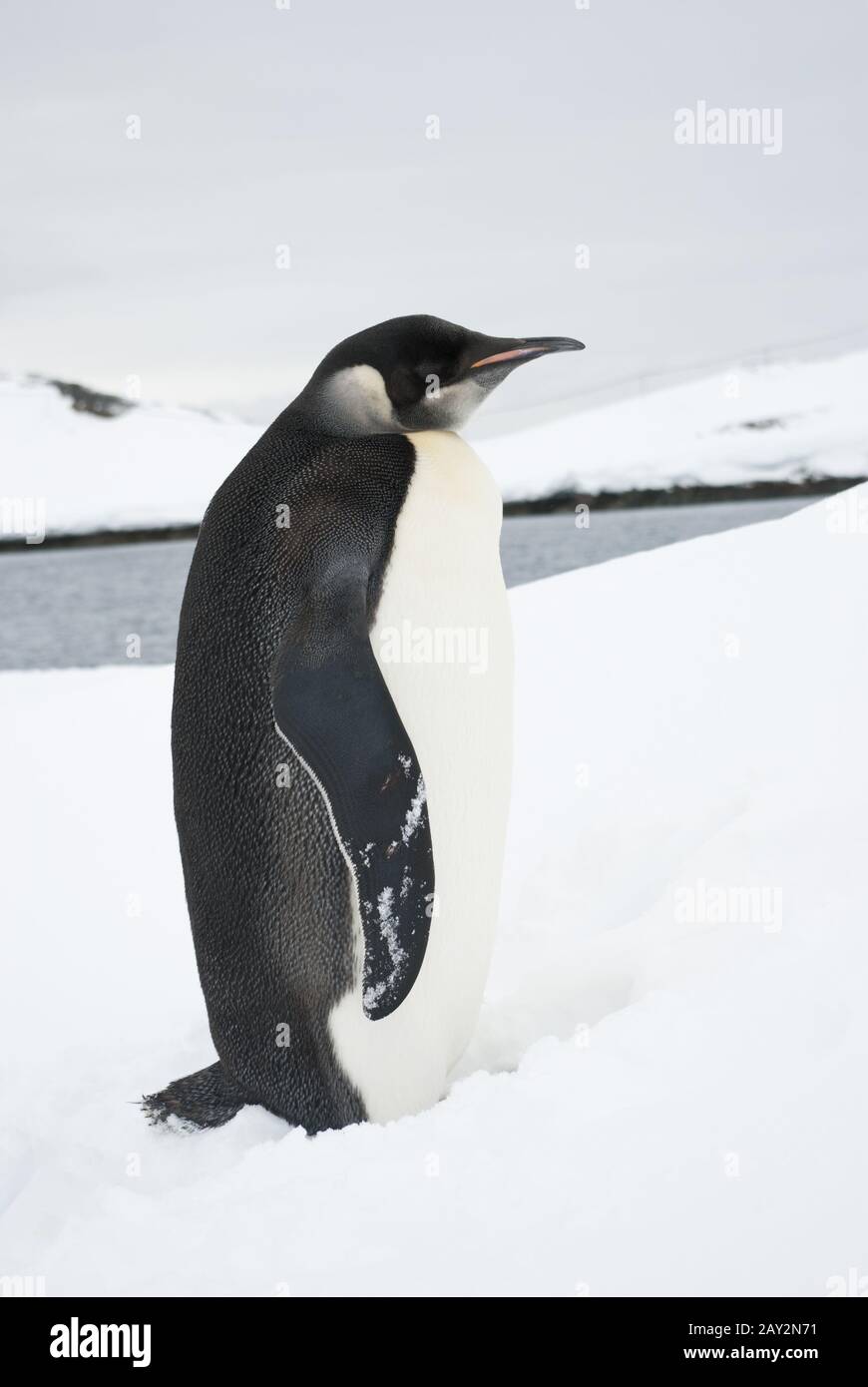 Il giovane imperatore pinguino in piedi sulla neve il а giorno d'inverno. Foto Stock