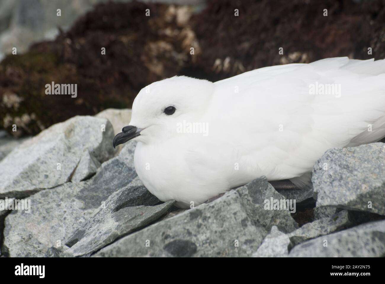 Neve petrel riposato sulle Isole Antartiche. Foto Stock