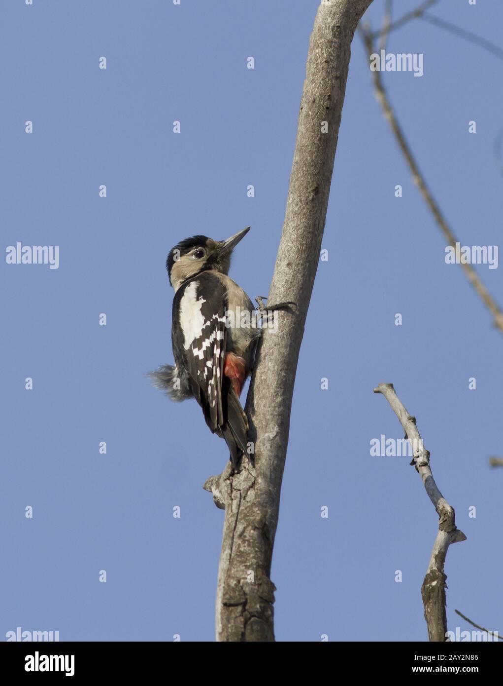 Femmina siriano Woodpecker seduto su un ramo secco di pioppo. Foto Stock
