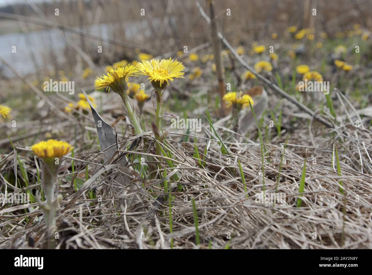 Il paesaggio in cui il Coltsfoot fiorisce su uno stagno in primavera. Foto Stock