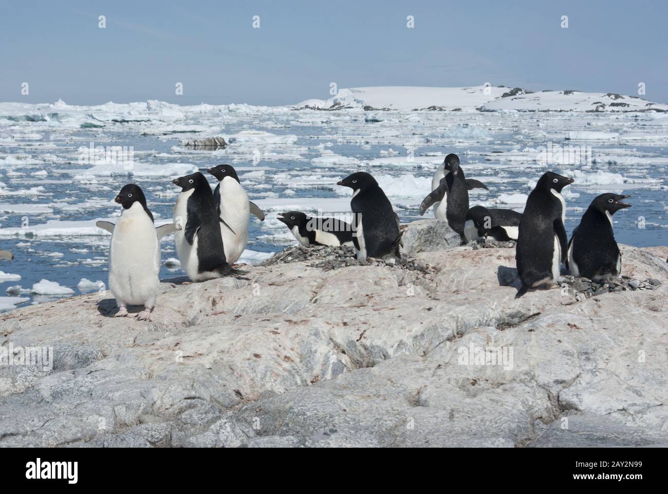 Colonia di pinguini di Adelie sulla rocciosa isola antartica giorno d'estate. Foto Stock