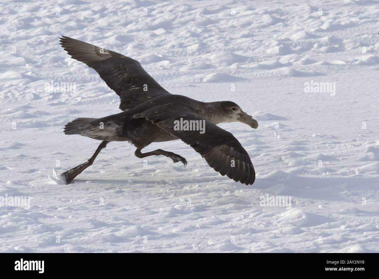 Il gigante del sud petrel durante la fase di decollo dai campi di ghiaccio in Antartide Foto Stock