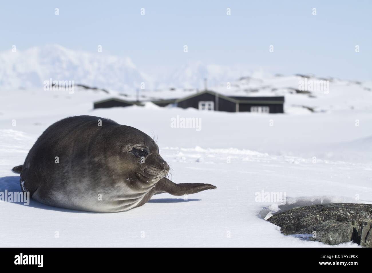 cuccioli di elefanti meridionali giacenti sul ghiaccio di fronte alla stazione antartica Foto Stock