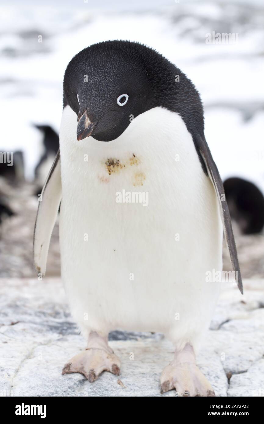 Adelie Penguin in piedi sul bordo della colonia sull'isola Antartico Foto Stock