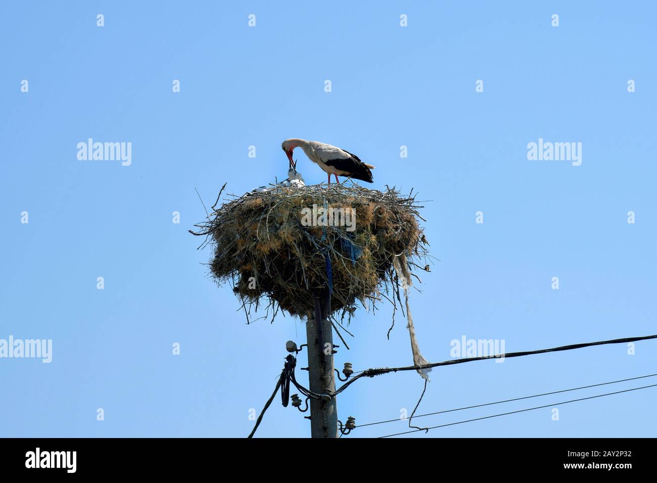 Bulgaria, cicogna che alimenta uccelli giovani in nido sul palo della lampada Foto Stock