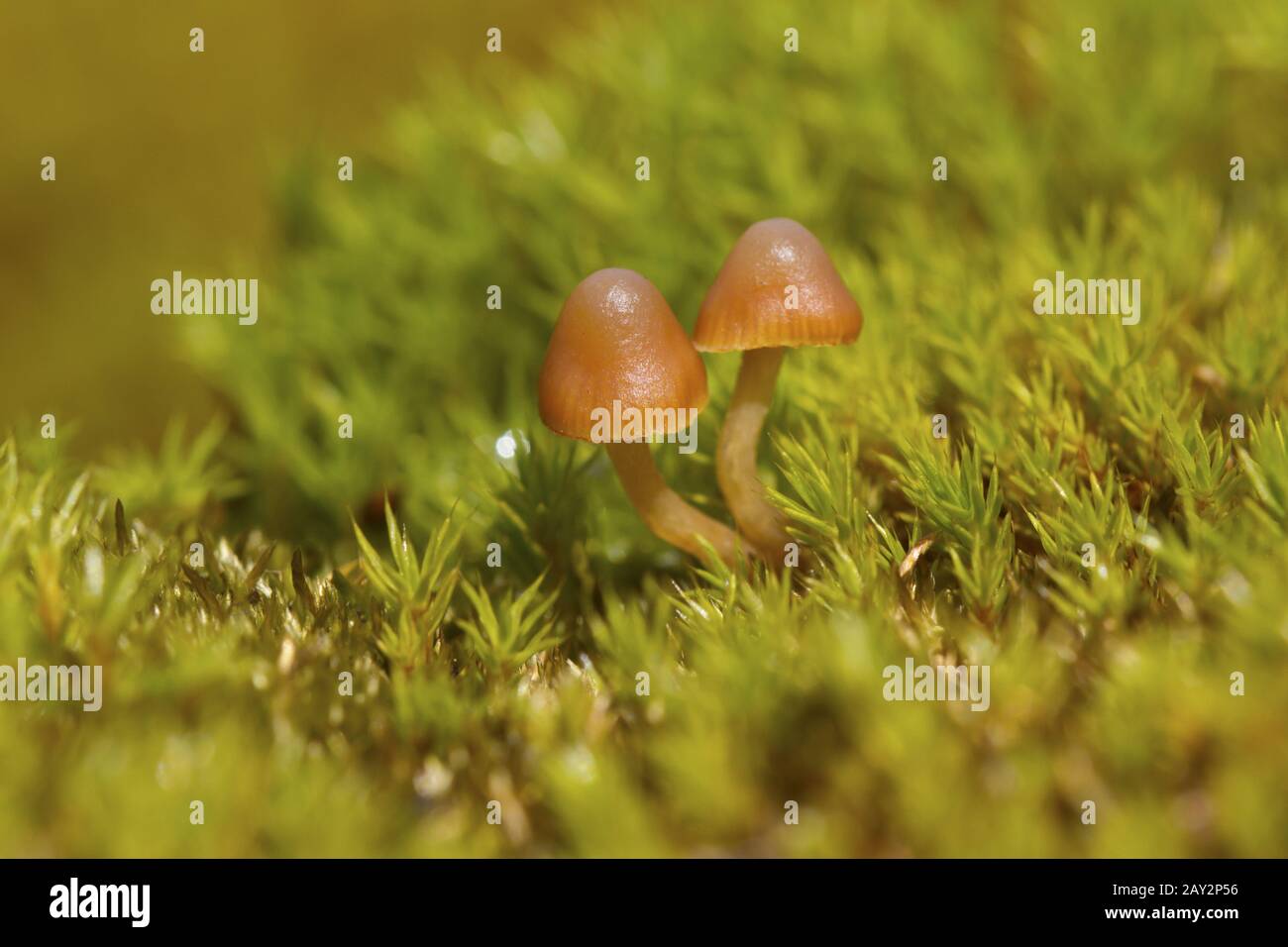 Funghi marrone crescente tra il muschio nella Penisola Antartica Foto Stock