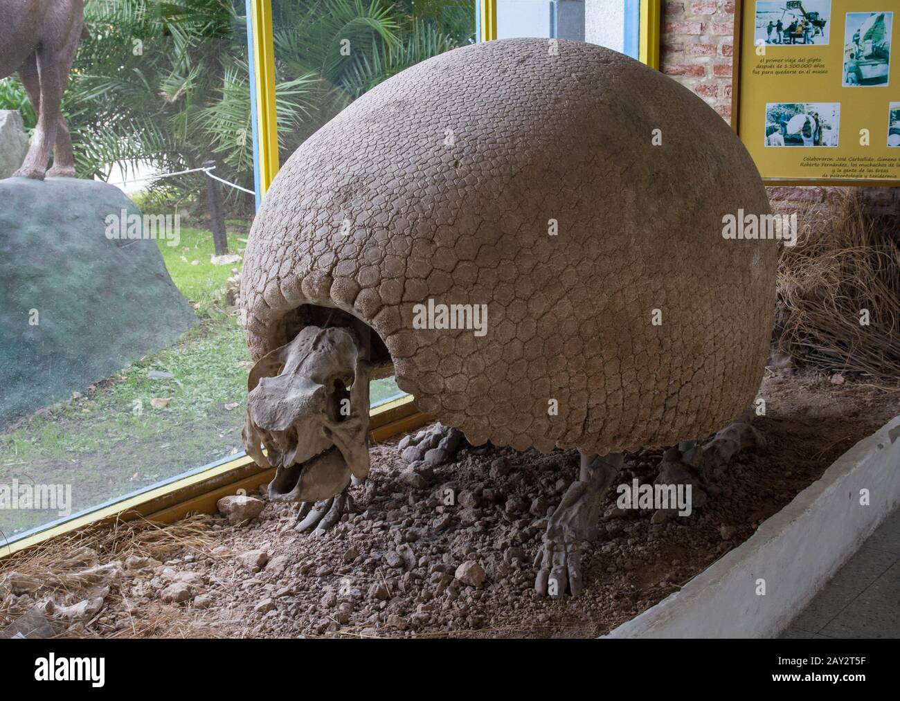 Scheletro completo gliptodonte nel Museo della Natura Foto Stock