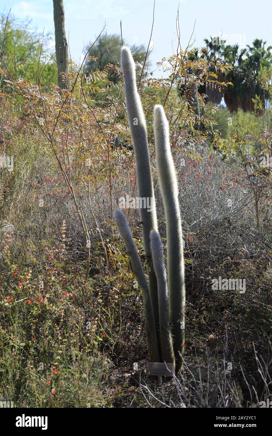 Una torcia d'argento Cactus, Cleistocactus strausii Foto Stock