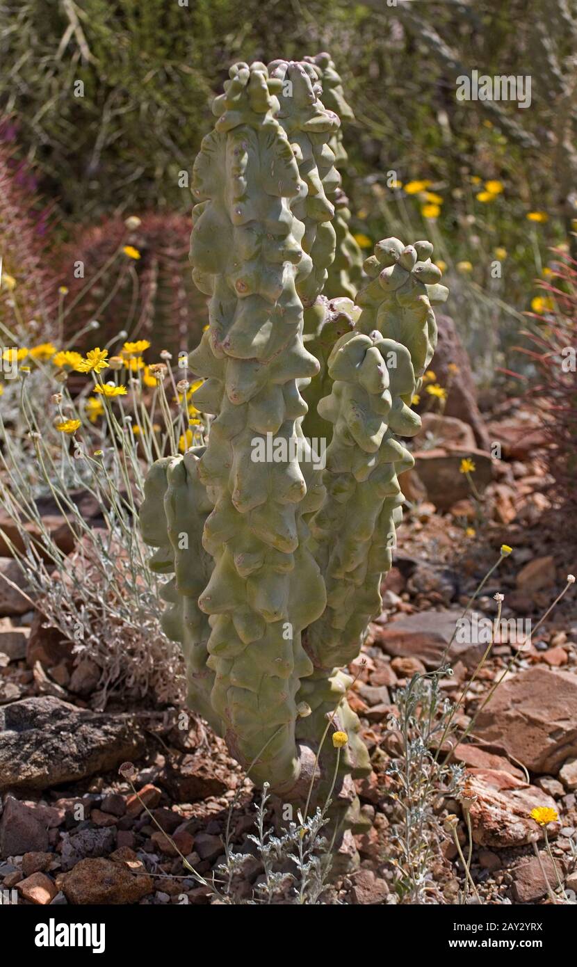 Una Vista Di Totem Pole Cactus, Pachycereus Schottii Monstrosus Foto Stock
