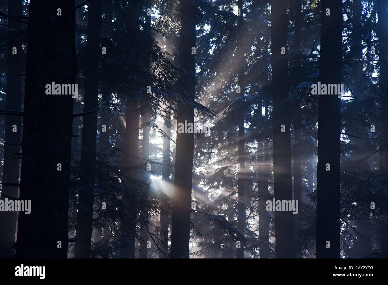 I raggi di luce nella foresta Foto Stock