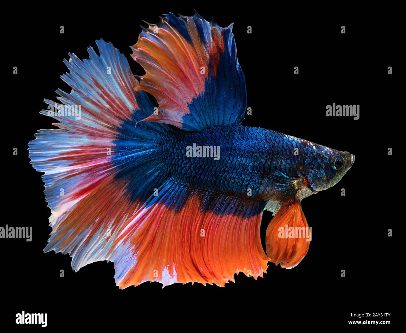 Bellissima blu scuro Thai lotta pesce nuoto con pinne lunghe e rosso bianco colorato coda lunga gene. Lotta pesce isolato su sfondo nero. Foto Stock