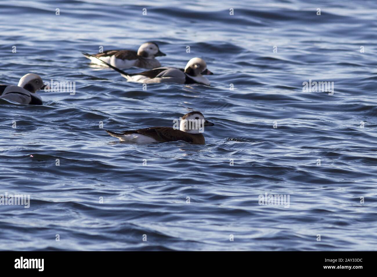 anatre femmina a coda lunga e un gruppo di galleggianti il giorno dell'acqua Foto Stock