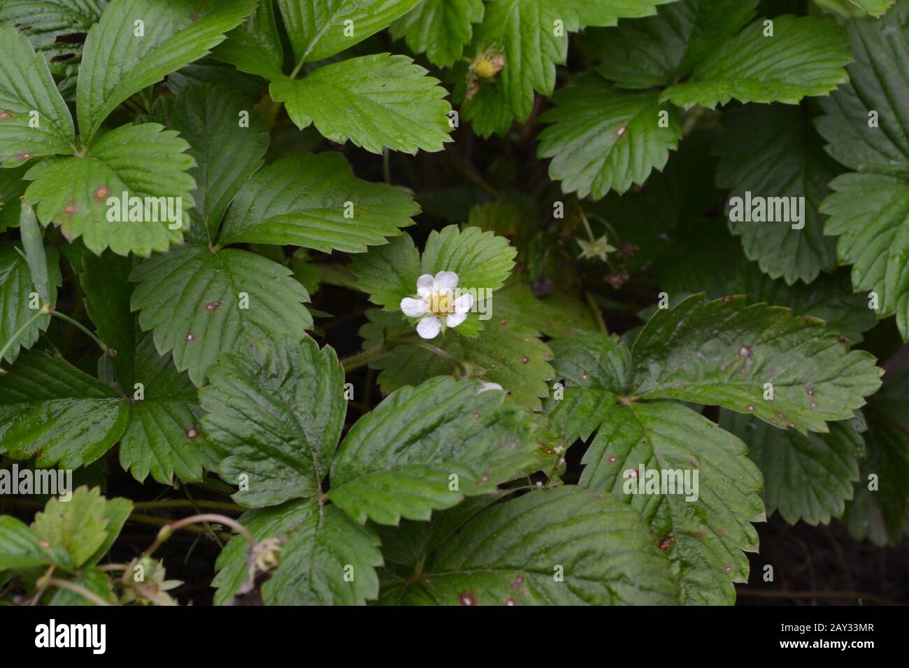 Fragole. Fragaria vesca. Cespugli di fragola. Primo piano. Foglie verdi. Fragole fiori Foto Stock