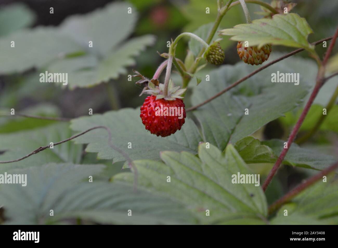 Fragole. Fragaria vesca. Cespugli di fragola. Bacche rosse succose. Frutti di bosco fragranti. Fragole di bacche Foto Stock