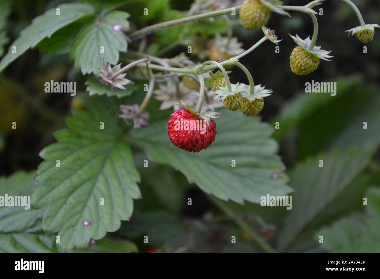 Fragole. Fragaria vesca. Cespugli di fragola. Bacche rosse succose. Frutti di bosco fragranti. Bacche curative. Primo piano. Foglie verdi Foto Stock