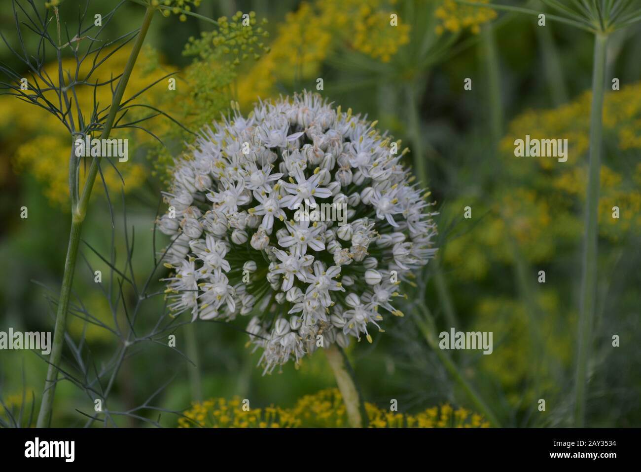 Cipolle che crescono nel giardino. Allium cepa. Fiori di prua. Primo piano. Fattoria. Campo. Giardino Foto Stock