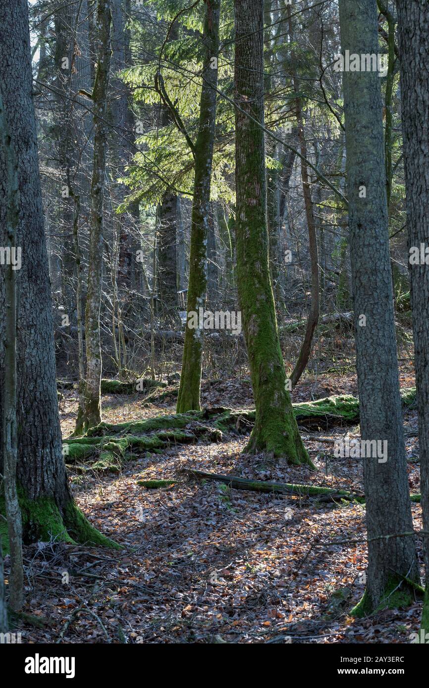 Foresta, Bialowieza, Polonia Foto Stock