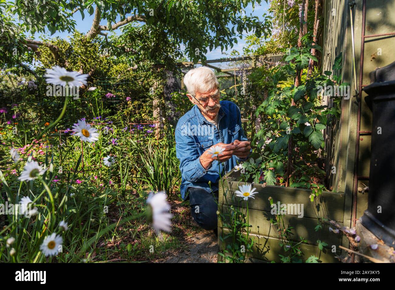 Uomo in giardino estivo Foto Stock