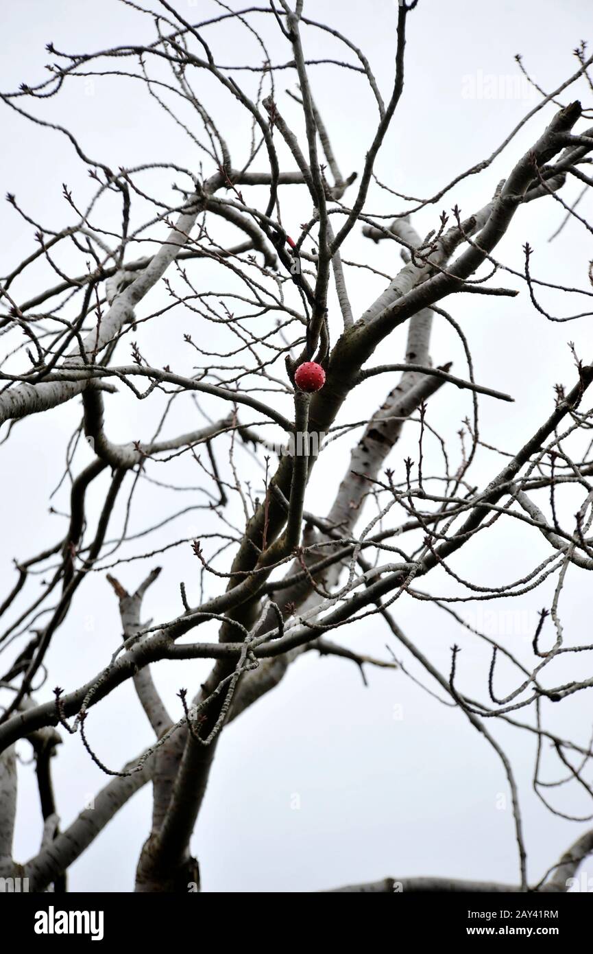 Sfera rossa bloccata nell'albero. Holmston Road, Ayr. Foto Stock