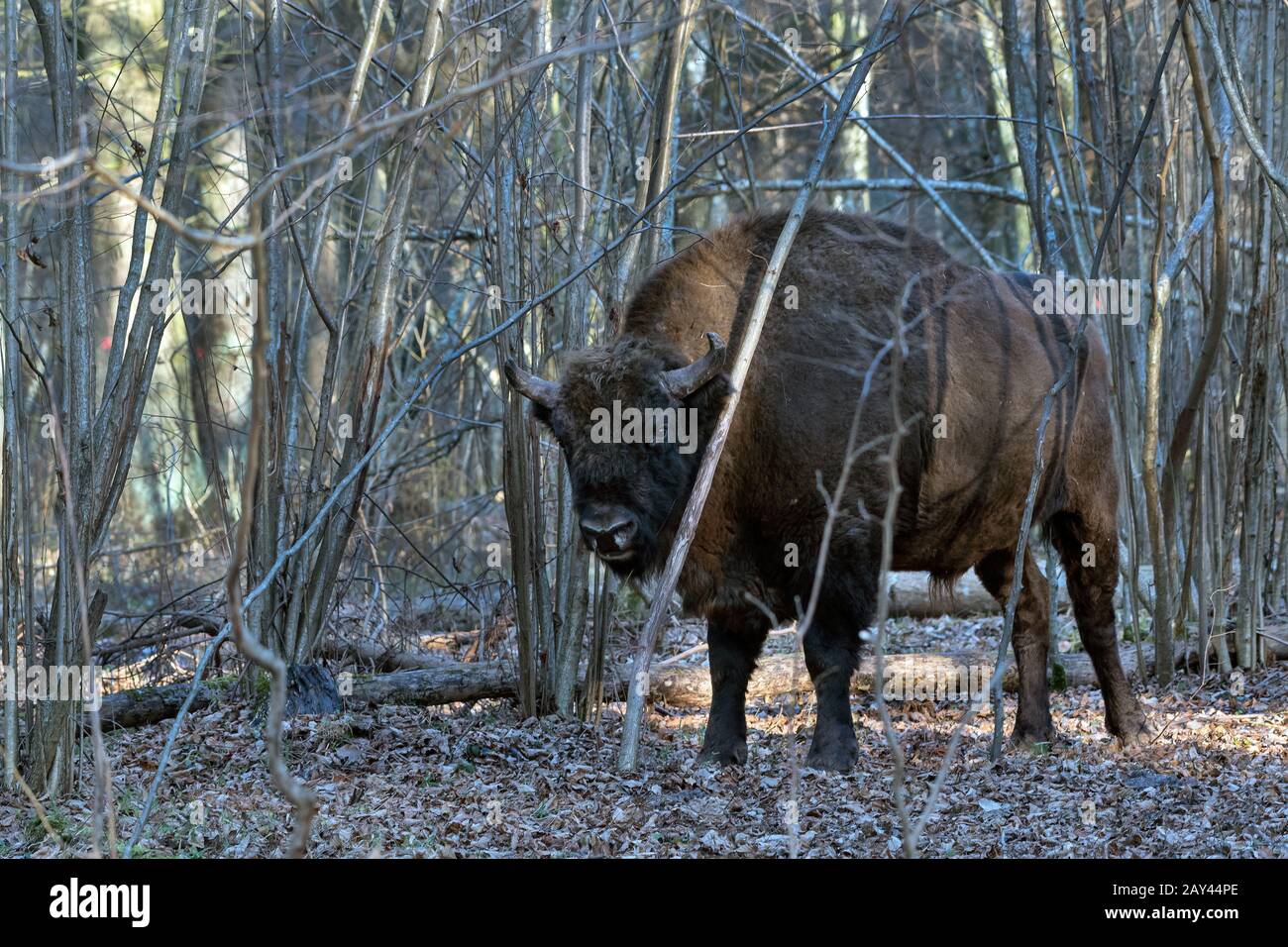 Bisonte Europeo (Bison Bonasus). Bialowieza, Polonia Foto Stock