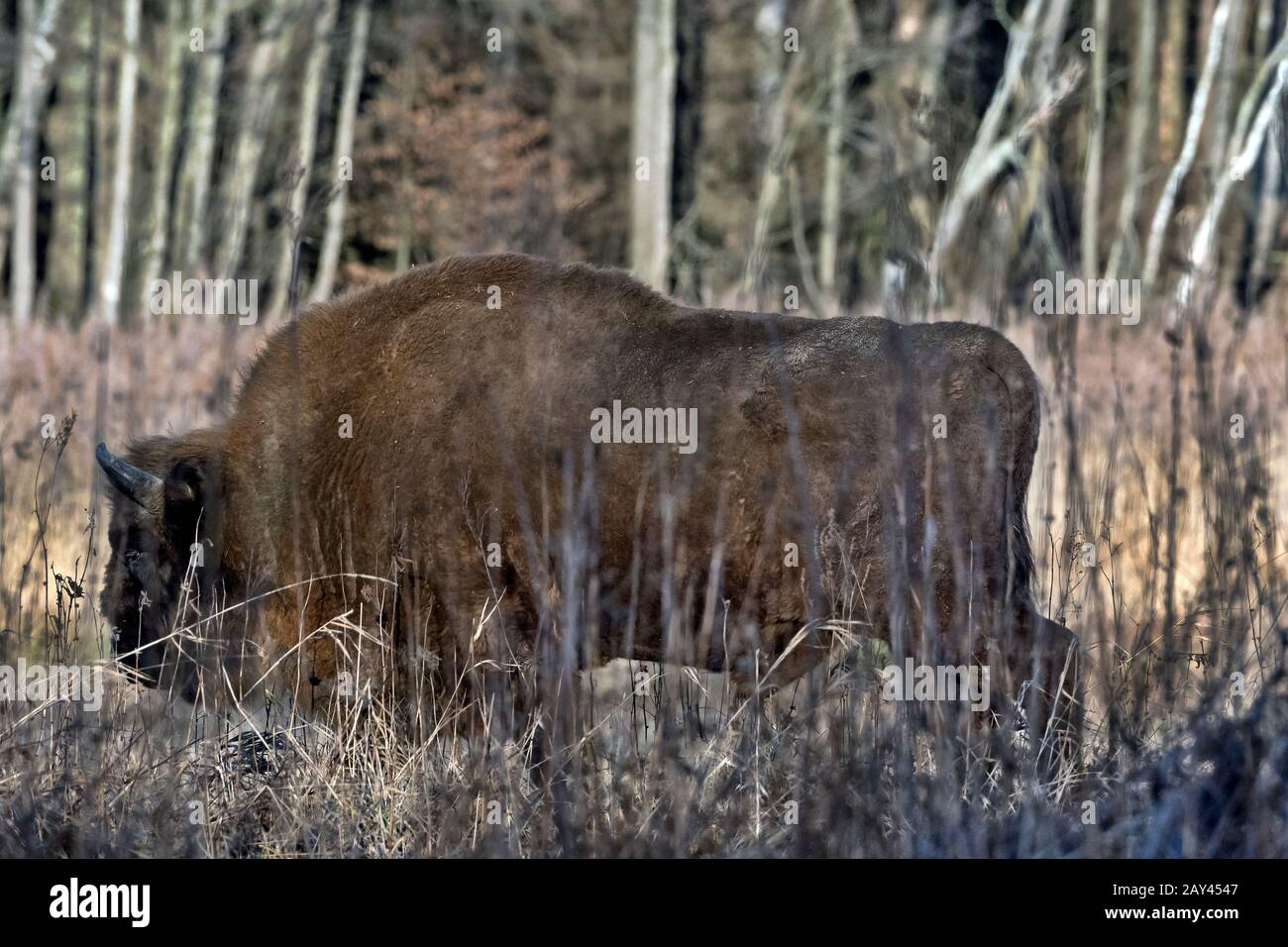 Bisonte Europeo (Bison Bonasus). Bialowieza, Polonia Foto Stock