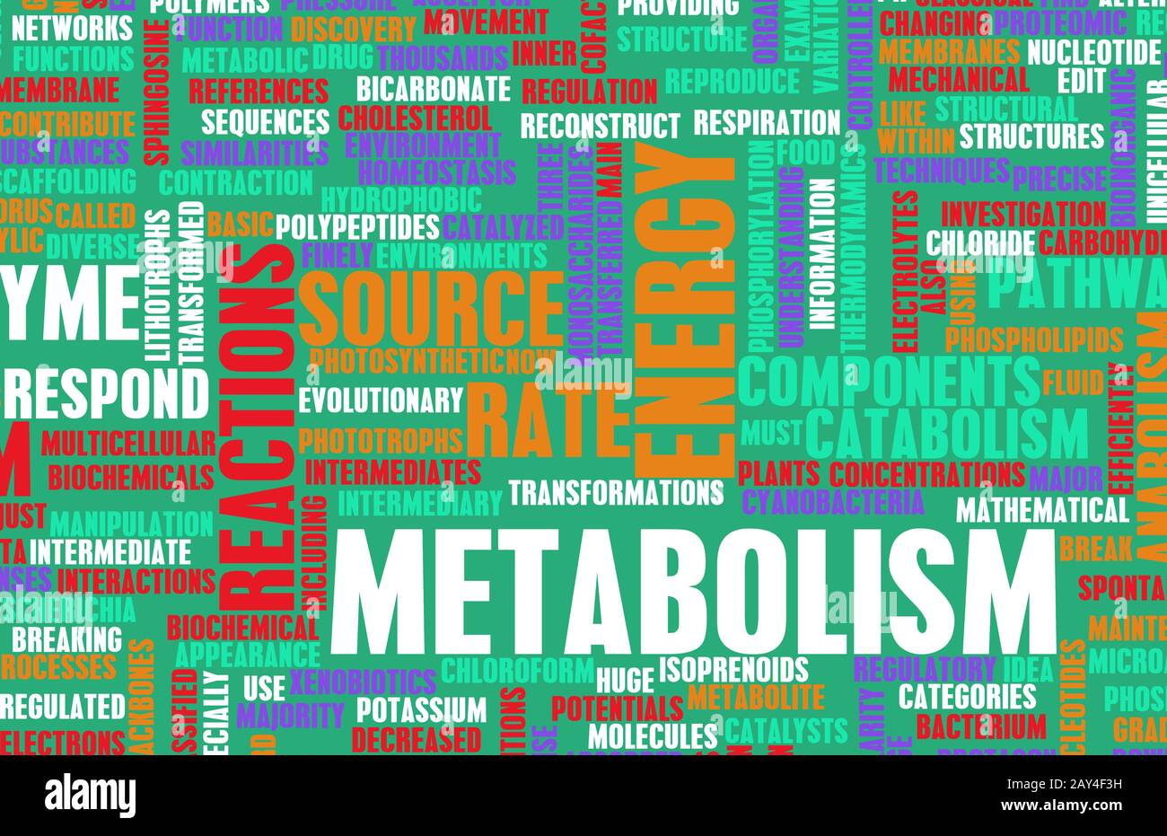 Metabolismo Foto Stock