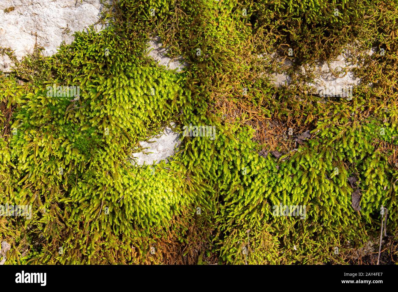 Texture muschio verde che ricopre un muro di pietra per sfondo o sfondo Foto Stock