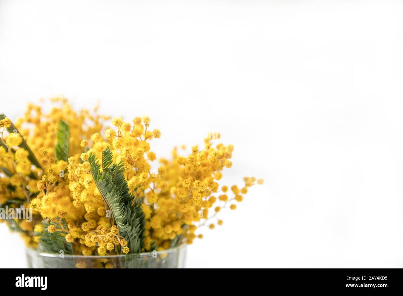 Mimosa in vetro su sfondo bianco, Luogo di testo, cartolina, Foto Stock