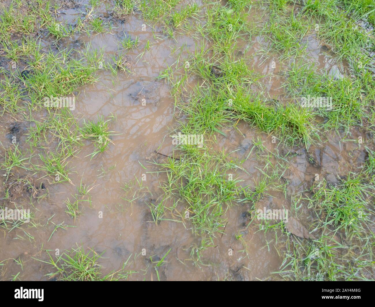 Area erbosa filigranata saturata da inondazioni e piogge invernali. Per il tempo invernale, allagamento, terreno saturo, troppa pioggia, sotto l'acqua, acqua torbida. Foto Stock