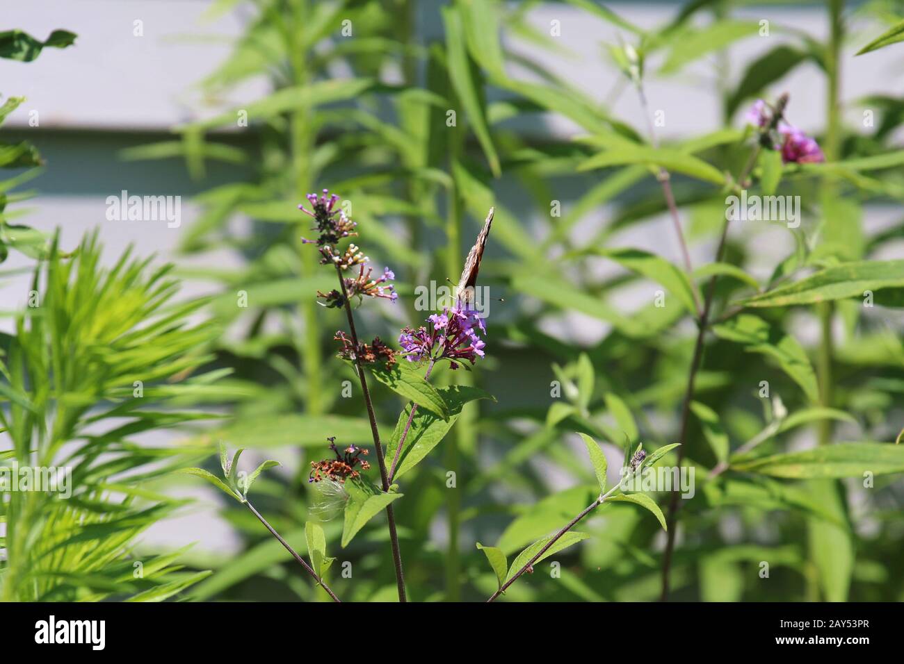 Un fronte in avanti Dipinto Lady Butterfly con le ali chiuse seduta su fiori viola di una pianta di alghe Swamp Milkweed in estate nel Wisconsin, Stati Uniti Foto Stock