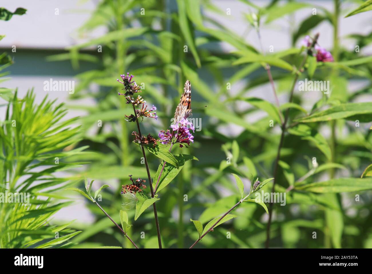 Un fronte in avanti Dipinto Lady Butterfly con le ali chiuse sorseggiando nettare da fiori viola di una pianta di alghe Swamp Milkweed estate in Wisconsin, Stati Uniti Foto Stock