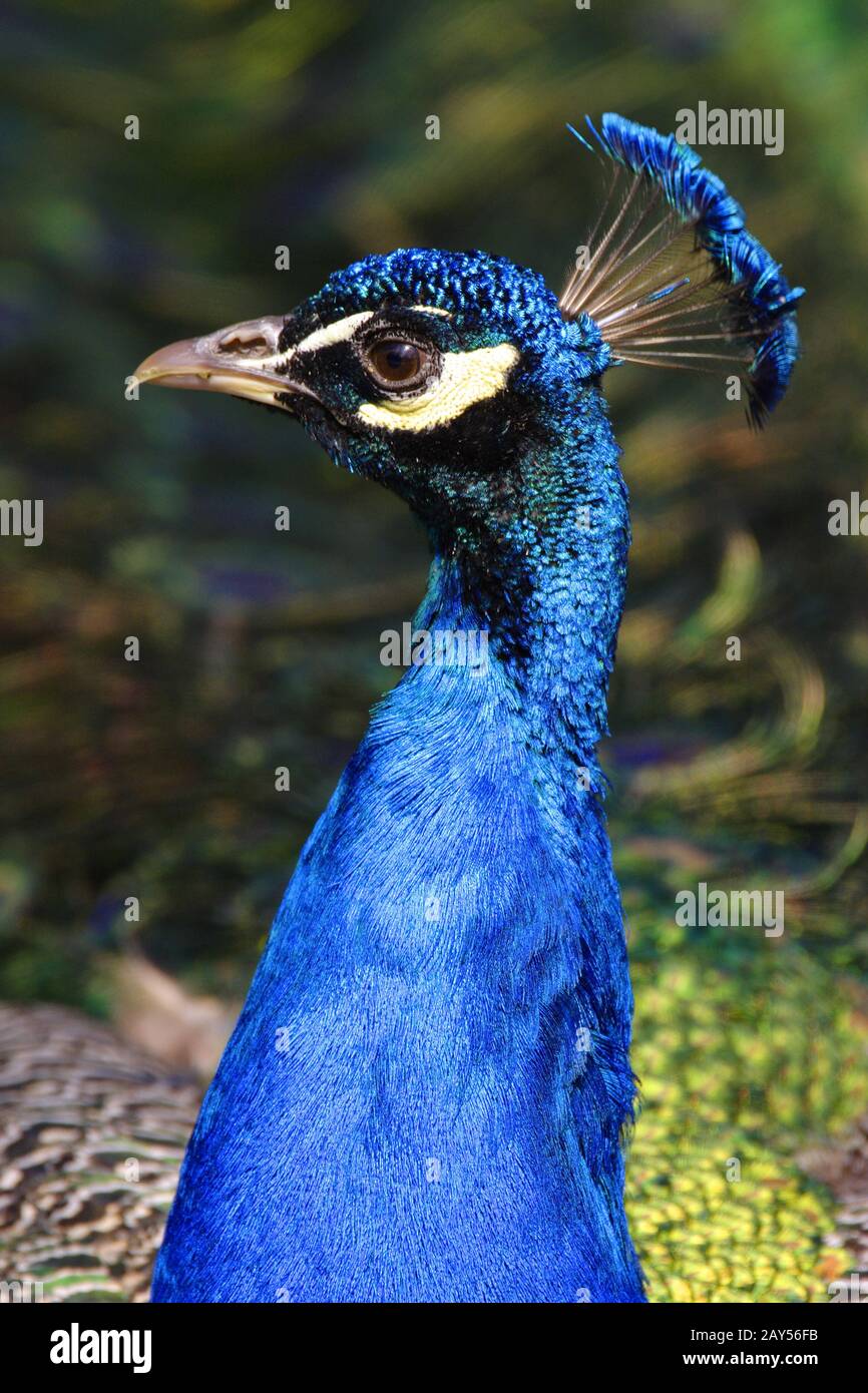 Single male Indian Peafarl - latino Pavo cristatus - conosciuto anche come comune Peafarowl o Blue Peafarowl uccello tropicale in un parco cittadino Foto Stock
