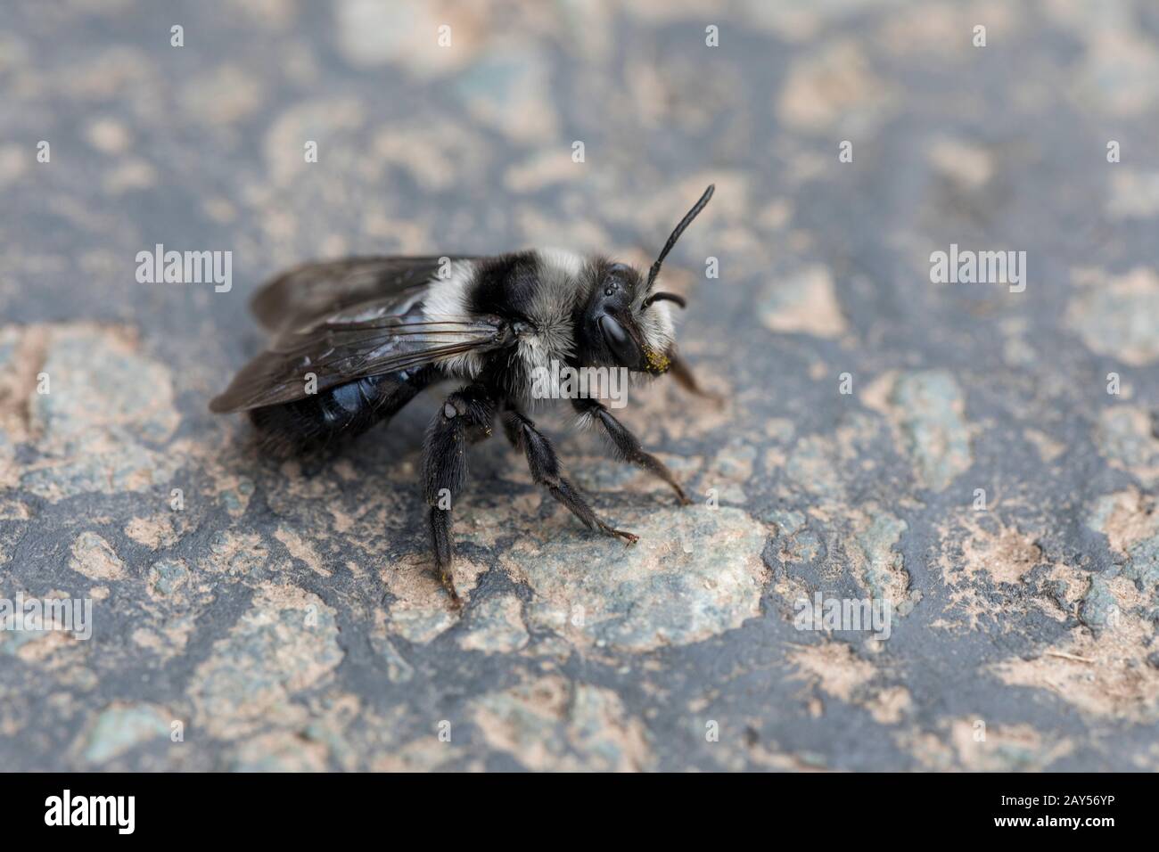 Ashy Mining Bee; Andrena cineraria; su Tarmac; Regno Unito Foto Stock