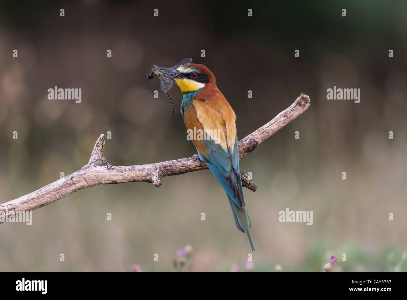 Ape Eater; Merops apiaster; con Dragonfly; Ungheria Foto Stock