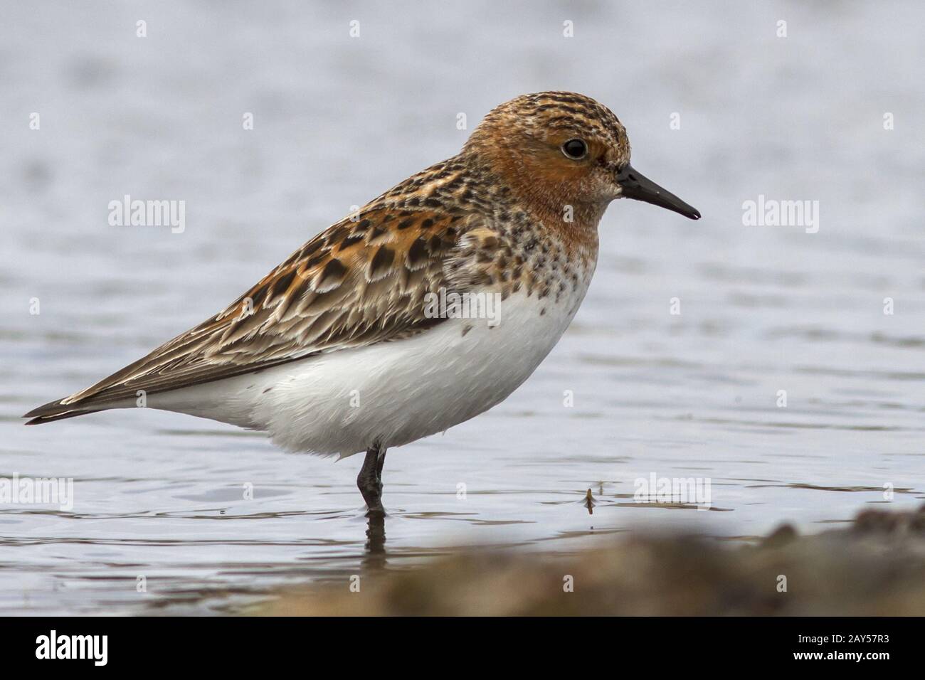 Rufous colli stint che sorge sulle rive del piccolo lago Foto Stock