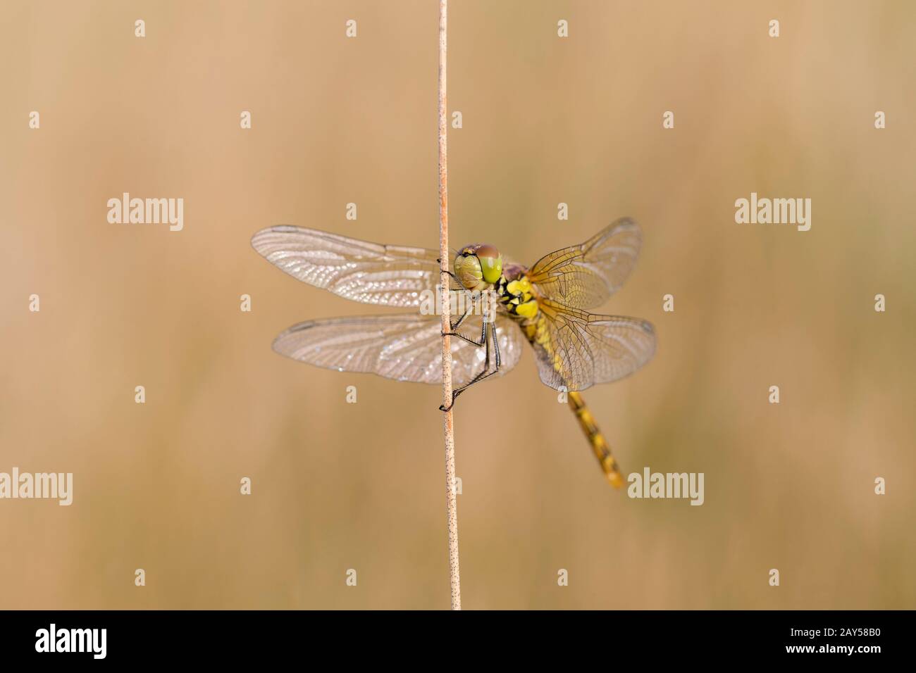 Darter Dragonfly comune; Sympetrum striolatum; Immaturo; Regno Unito Foto Stock