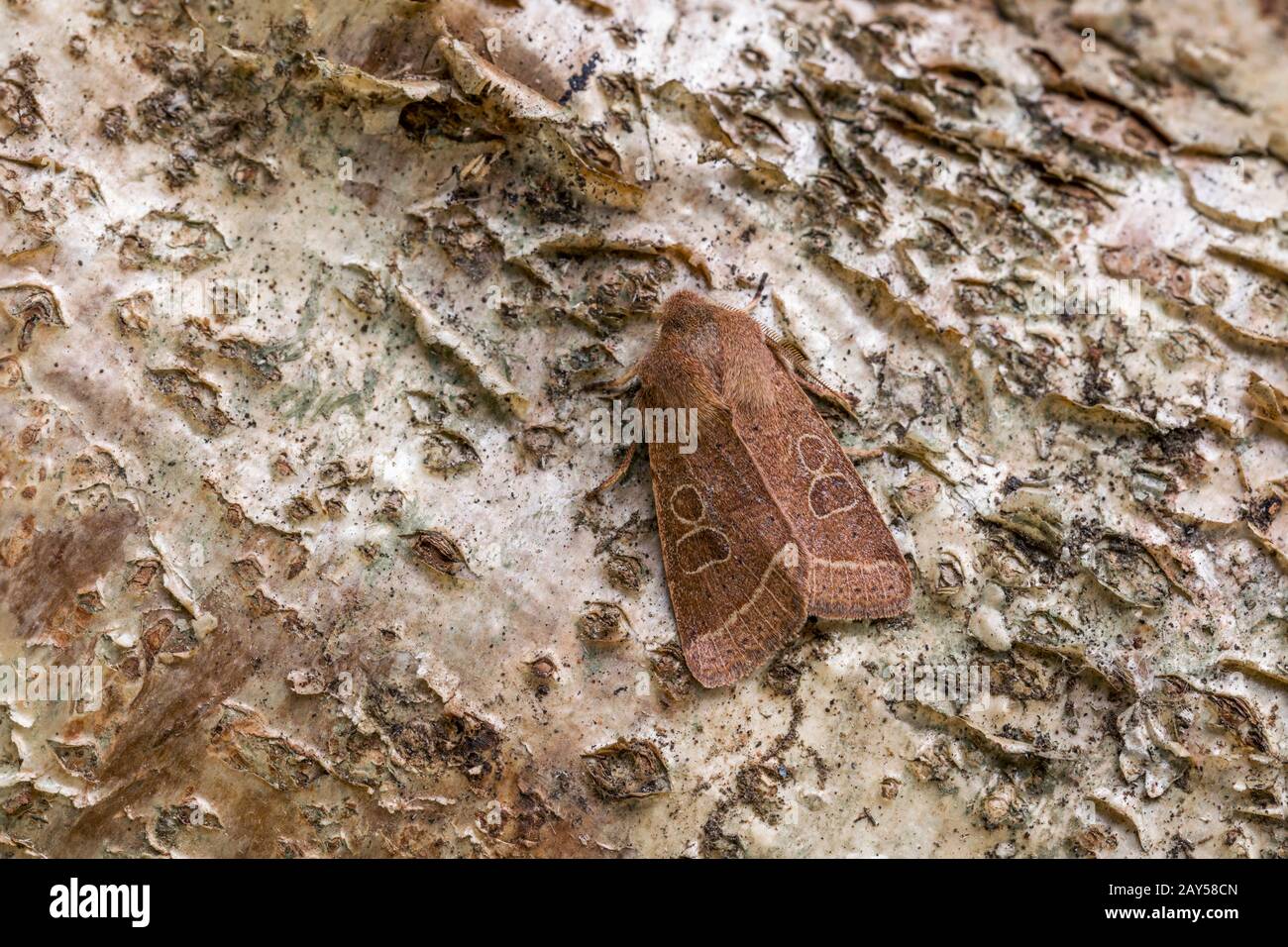 Quaker Moth comune; Orthisia cerasi; su Hazel Bark; Regno Unito Foto Stock