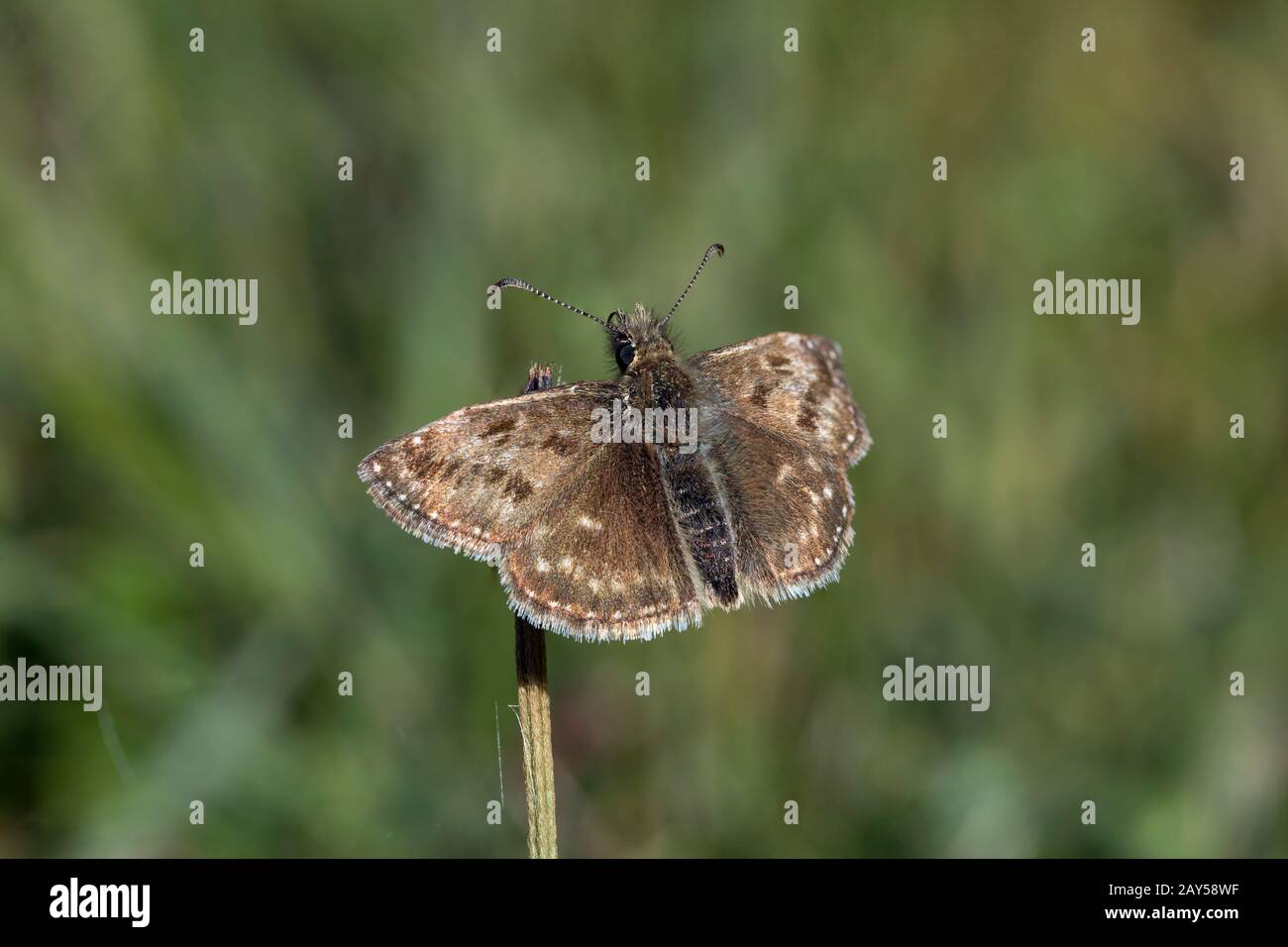 Dingy Skipper; Elynnis tages; Cornovaglia; Regno Unito Foto Stock