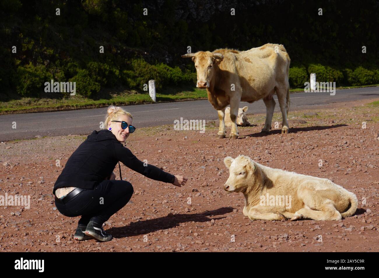 Bestiame sull'altopiano di Paul da Serra Foto Stock