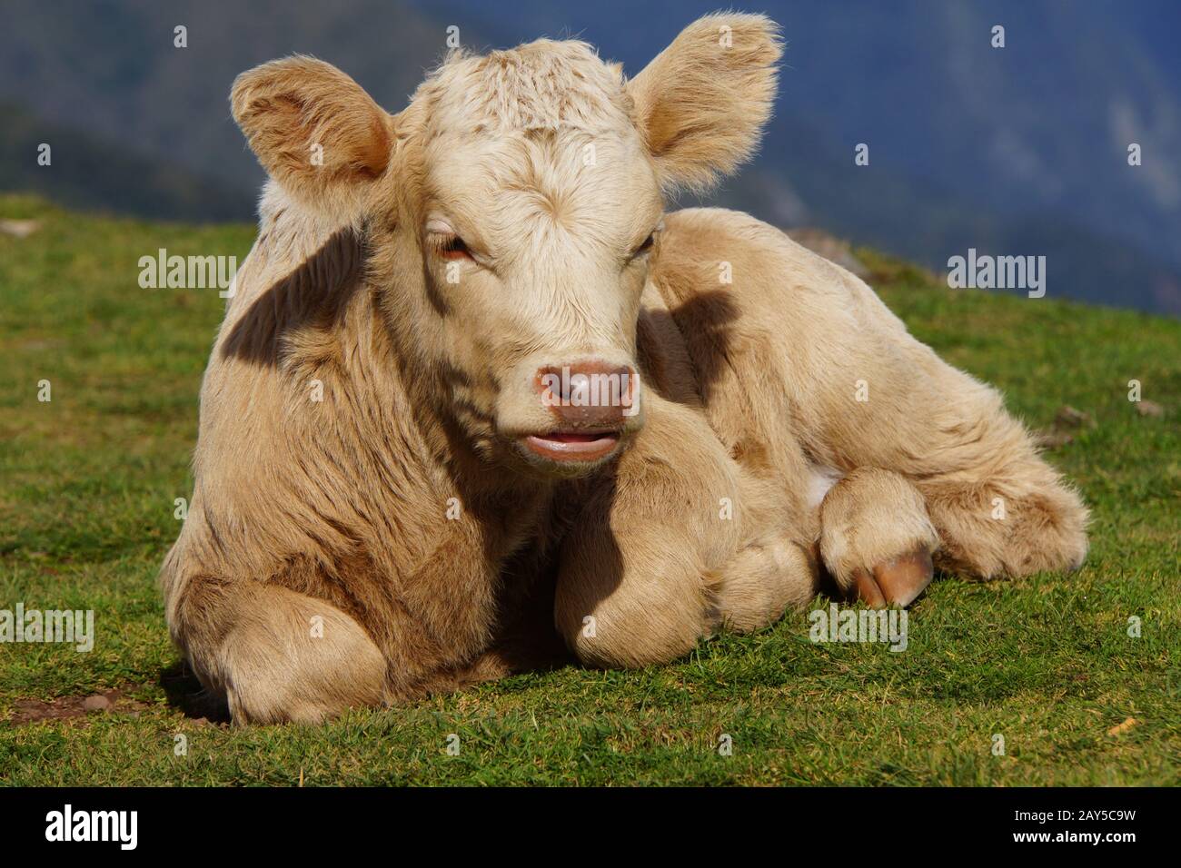 Bestiame sull'altopiano di Paul da Serra Foto Stock