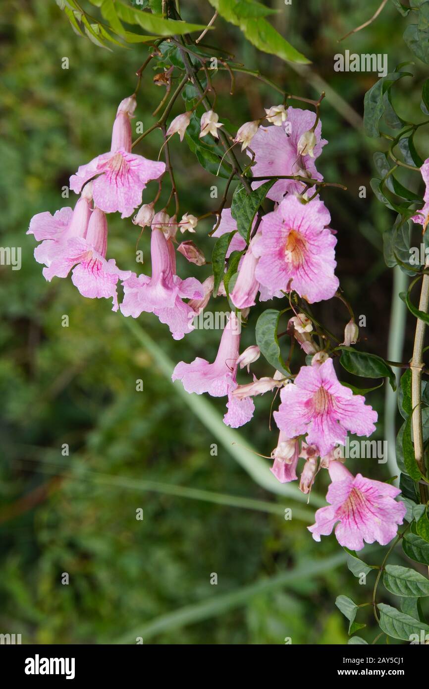 Vino a tromba rosa (Podranea ricasoliana), noto anche come bignonia a fondo largo Foto Stock