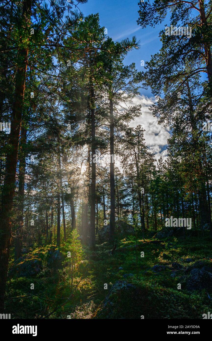 foresta boreale, pini scozzesi Foto Stock