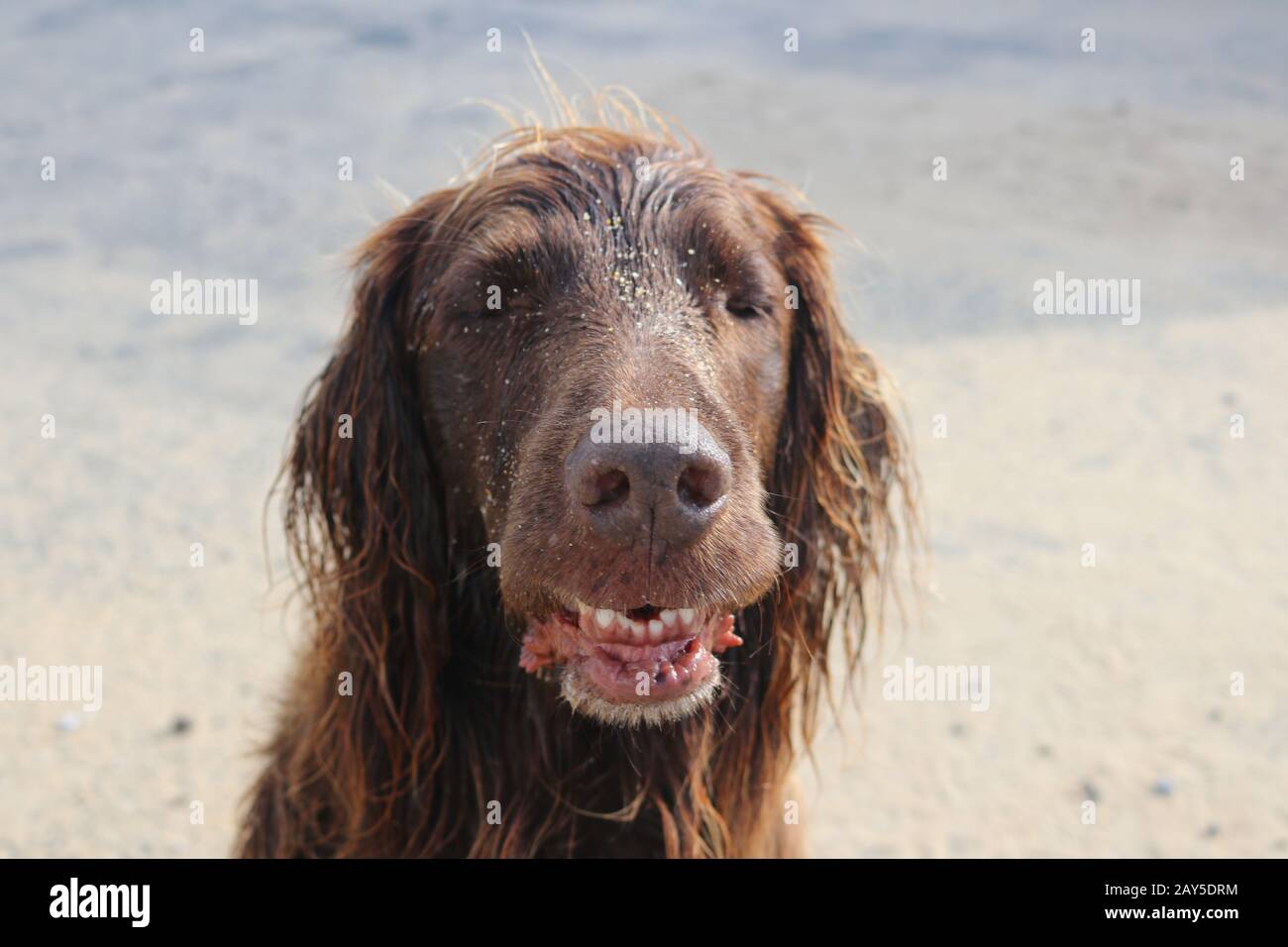 cane felice e rilassato vicino al mare Foto Stock
