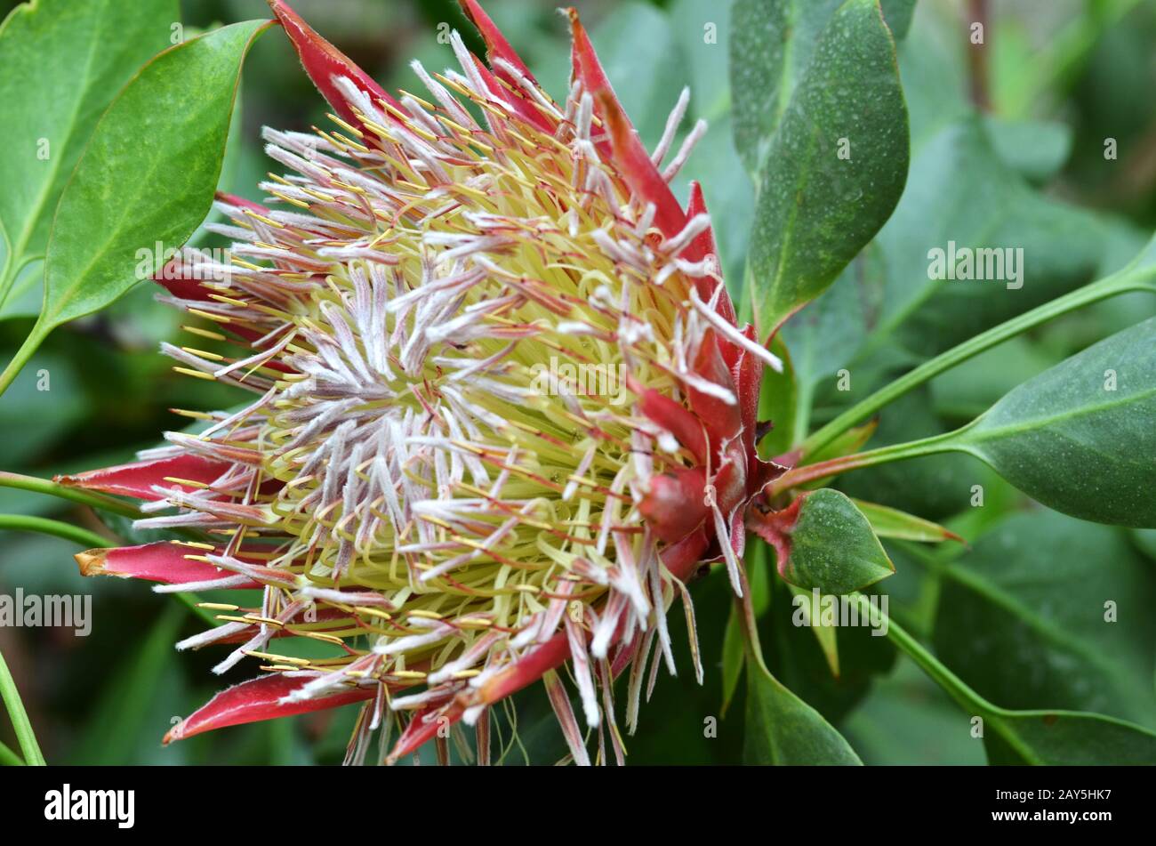 South African impianto Protea cynaroides Foto Stock