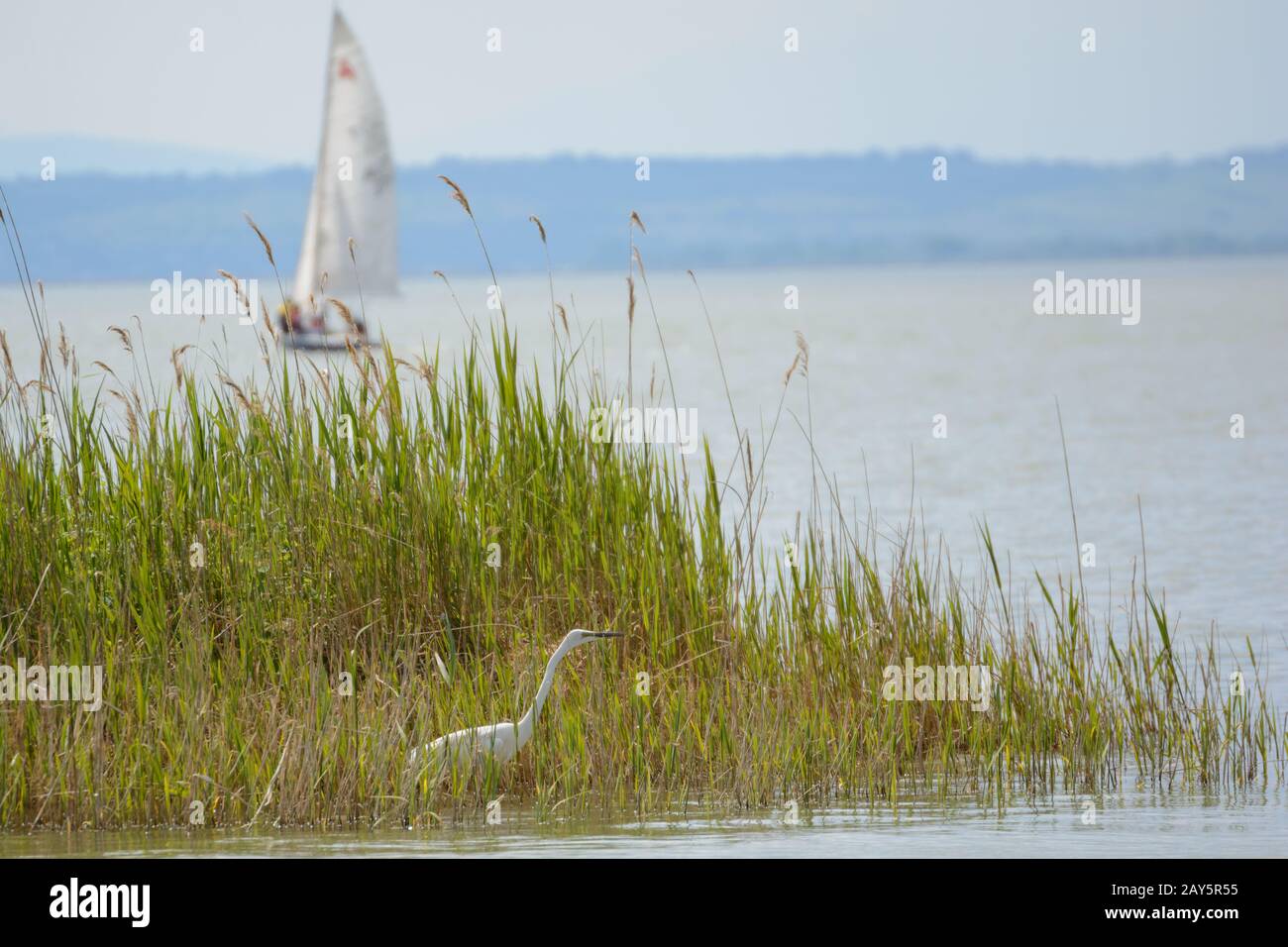 Airone di uccello a piedi nella cinghia di canna del lago Neusiedl e barca a vela - Austria Foto Stock