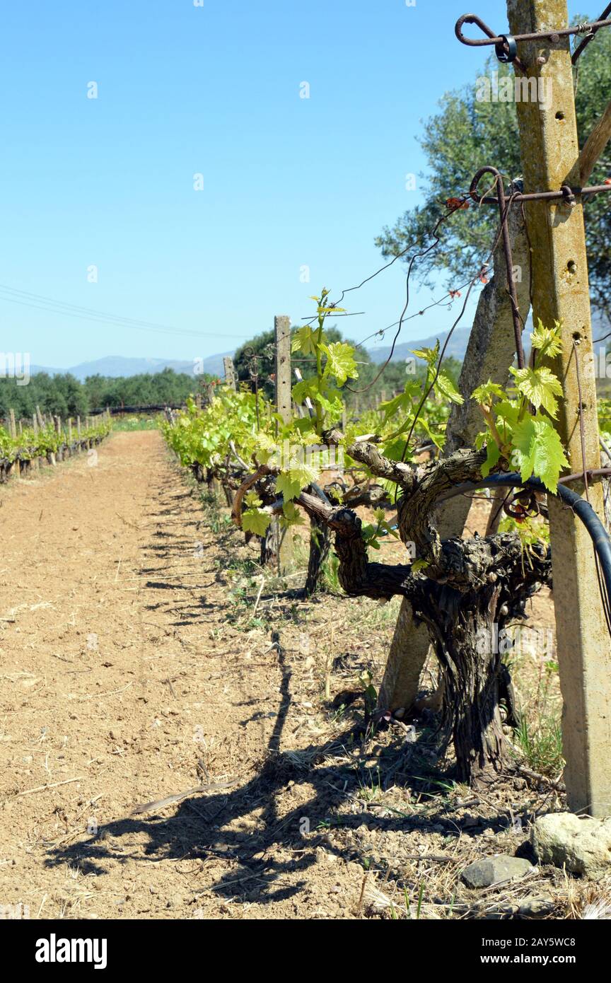 I vigneti di fiori nella campagna di Creta in Grecia. Foto Stock