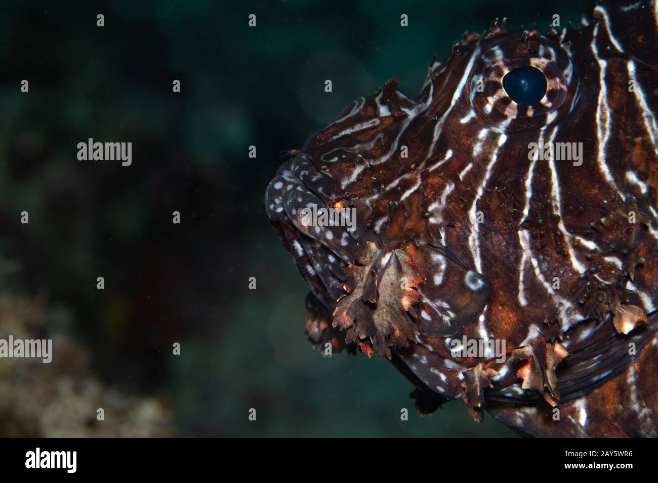 Il profilo di Lion Fish è stato catturato con un obiettivo macro in un'immersione impressionante alle Maldive. Foto Stock