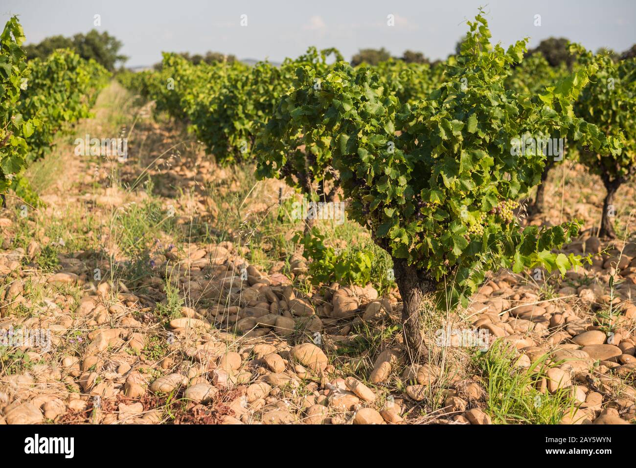 Poco profondo fuoco soleggiato immagine di una fila di vigneti con uva Foto Stock