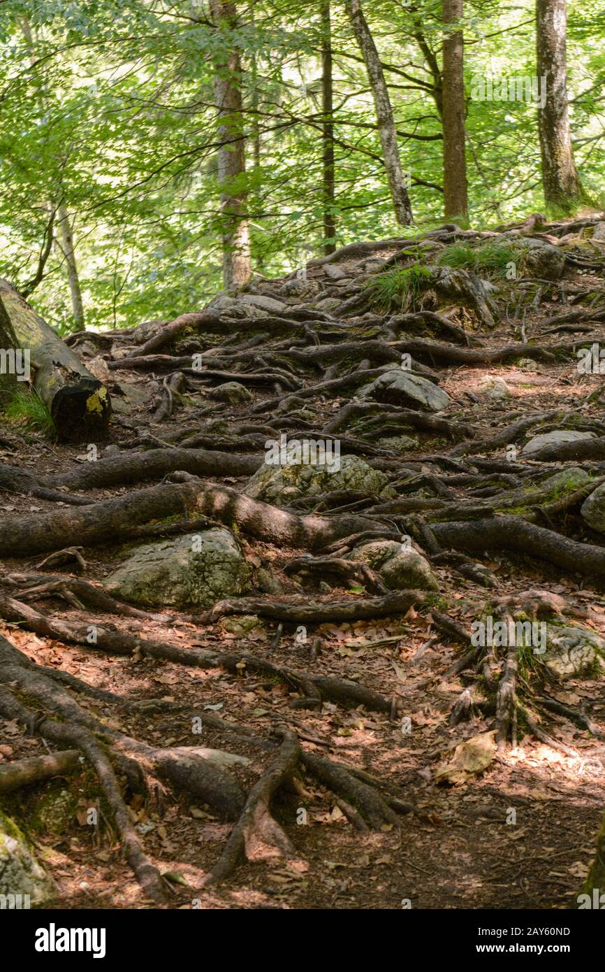 numerose radici di albero sulla superficie danno il supporto degli alberi Foto Stock